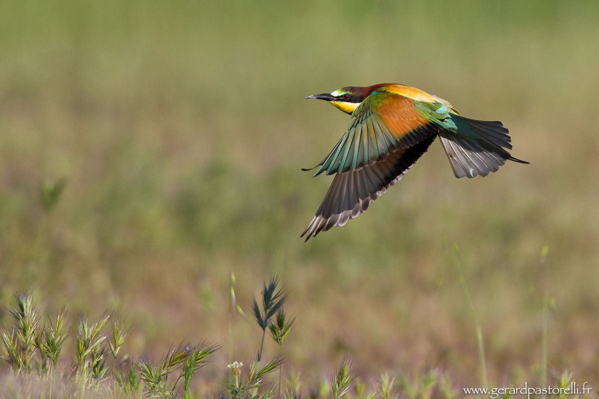 Bee eater 51